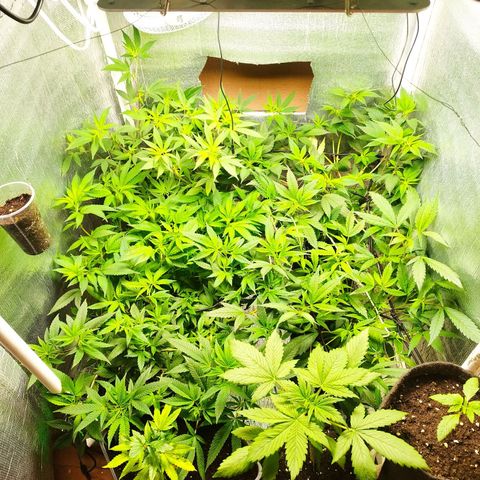 Red Strawberry Banana Auto growlog timeline photo