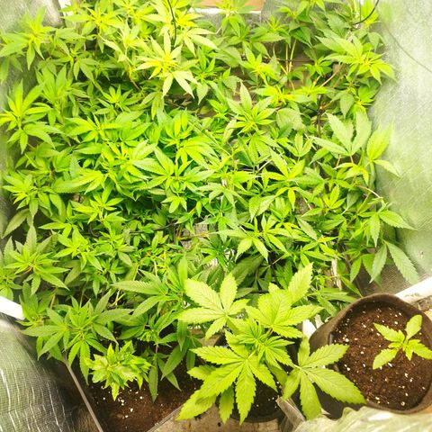 Red Strawberry Banana Auto growlog timeline photo