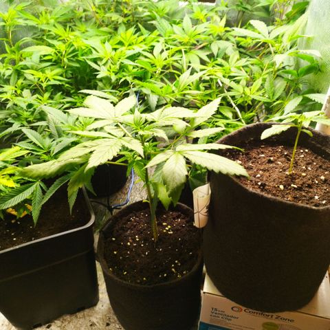 Red Strawberry Banana Auto growlog timeline photo