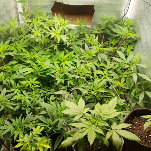 Red Strawberry Banana Auto growlog timeline photo