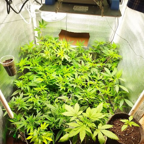 Red Strawberry Banana Auto growlog timeline photo