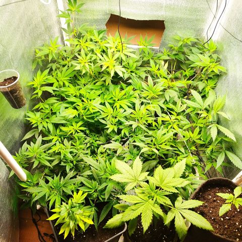 Red Strawberry Banana Auto growlog timeline photo