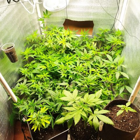 Red Strawberry Banana Auto growlog timeline photo