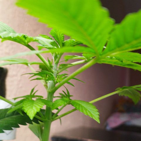 Dark Devil Auto growlog timeline photo