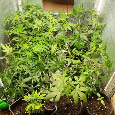 Red Strawberry Banana Auto growlog timeline photo