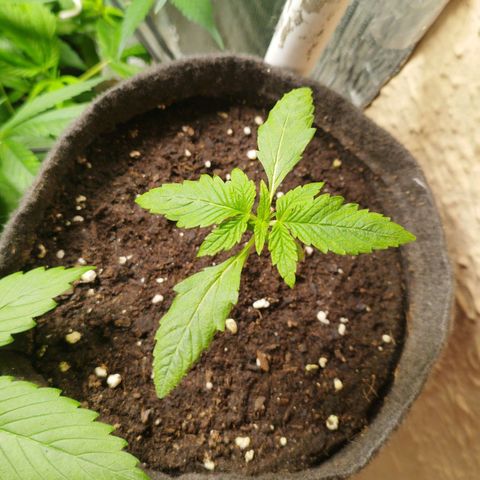 Red Strawberry Banana Auto growlog timeline photo