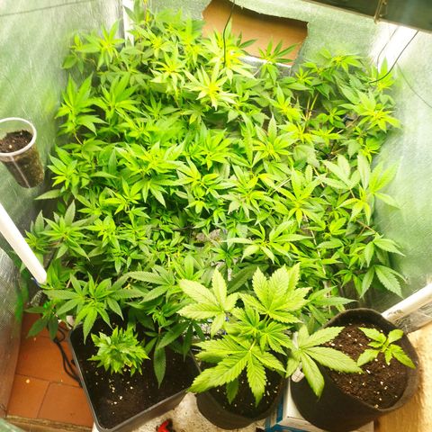 Red Strawberry Banana Auto growlog timeline photo