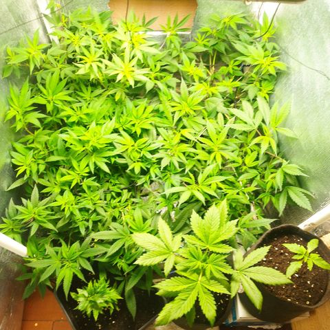 Red Strawberry Banana Auto growlog timeline photo