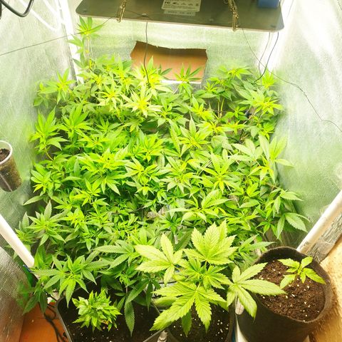Red Strawberry Banana Auto growlog timeline photo