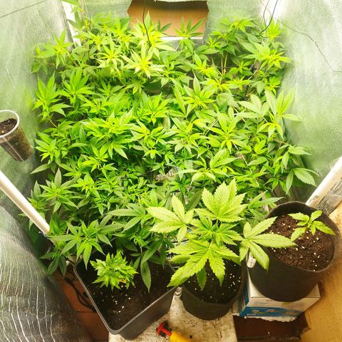Red Strawberry Banana Auto growlog timeline photo