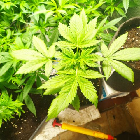 Dark Devil Auto growlog timeline photo