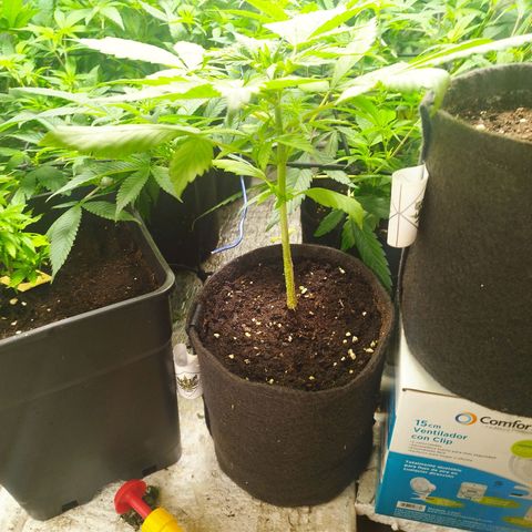 Dark Devil Auto growlog timeline photo