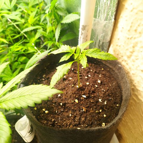 Red Strawberry Banana Auto growlog timeline photo