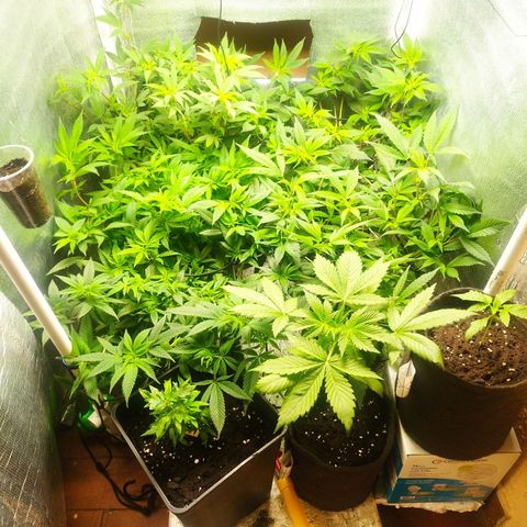 Red Strawberry Banana Auto growlog timeline photo