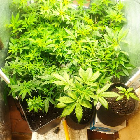 Red Strawberry Banana Auto growlog timeline photo