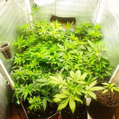 Red Strawberry Banana Auto growlog timeline photo