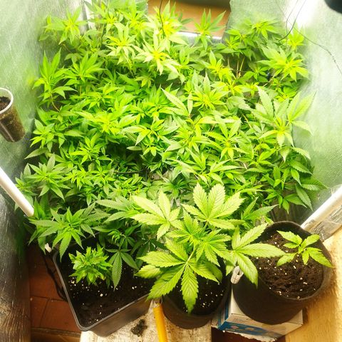Red Strawberry Banana Auto growlog timeline photo