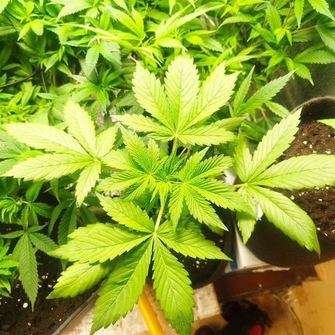 Dark Devil Auto growlog timeline photo