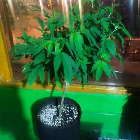 Dark Devil Auto growlog timeline photo