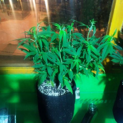 Dark Devil Auto growlog timeline photo