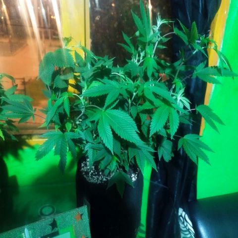 Dark Devil Auto growlog timeline photo