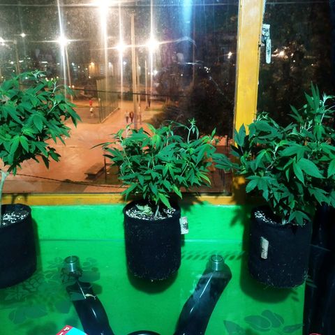 Dark Devil Auto growlog timeline photo
