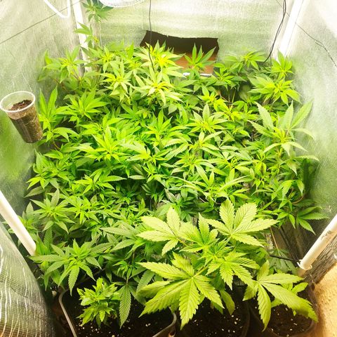 Red Strawberry Banana Auto growlog timeline photo