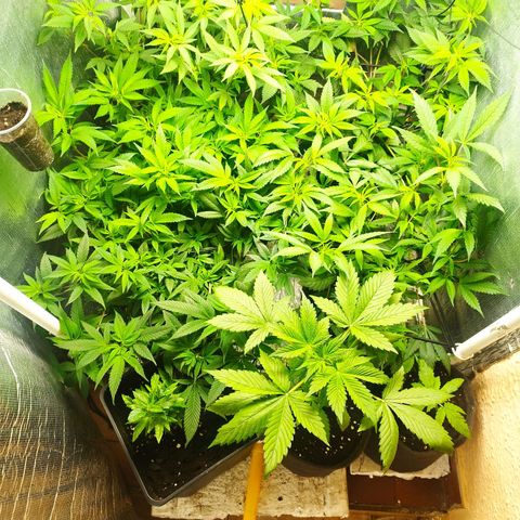 Red Strawberry Banana Auto growlog timeline photo