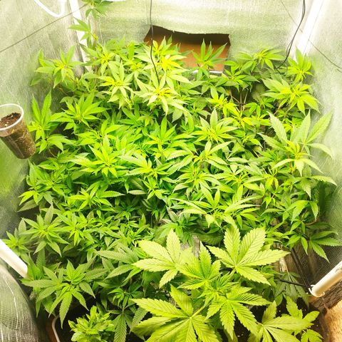 Red Strawberry Banana Auto growlog timeline photo