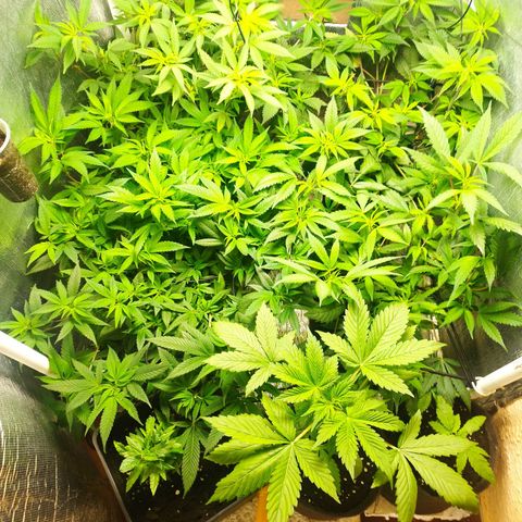 Red Strawberry Banana Auto growlog timeline photo