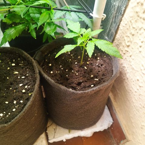 Red Strawberry Banana Auto growlog timeline photo