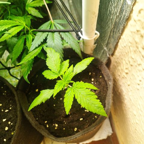 Red Strawberry Banana Auto growlog timeline photo