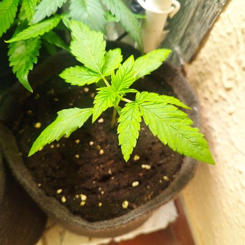 Red Strawberry Banana Auto growlog timeline photo