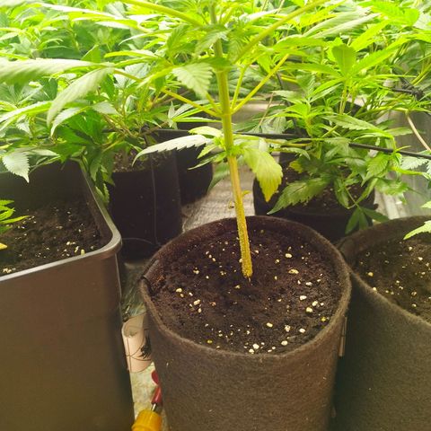 Dark Devil Auto growlog timeline photo