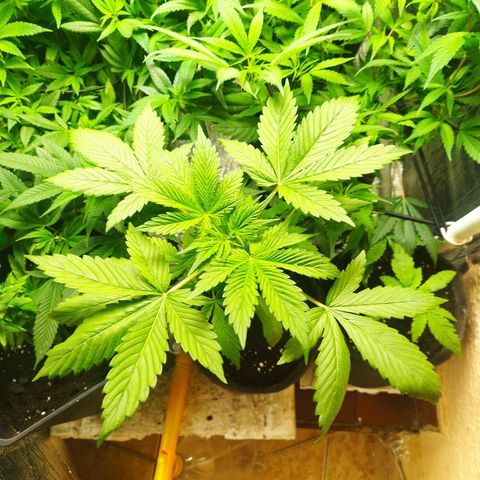 Dark Devil Auto growlog timeline photo