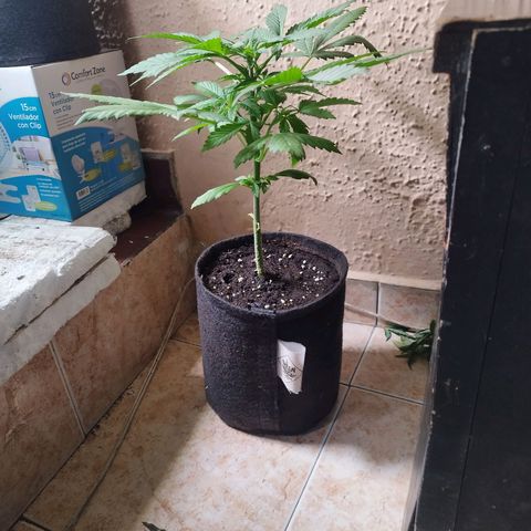 Dark Devil Auto growlog timeline photo