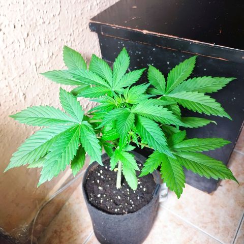 Dark Devil Auto growlog timeline photo