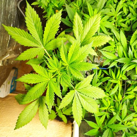 Dark Devil Auto growlog timeline photo