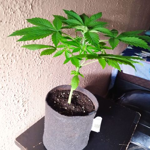 Dark Devil Auto growlog timeline photo