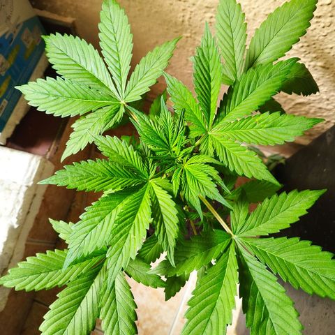 Dark Devil Auto growlog timeline photo