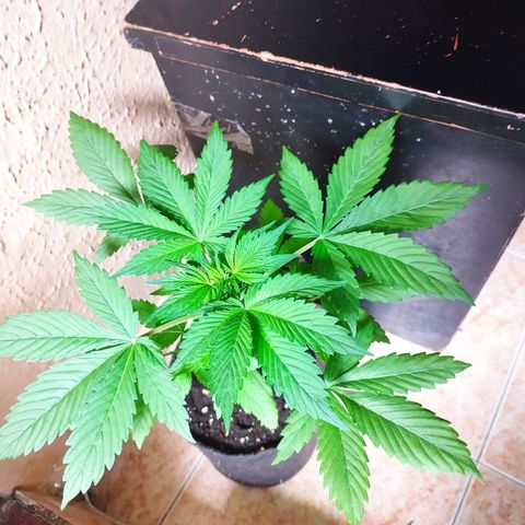 Dark Devil Auto growlog timeline photo