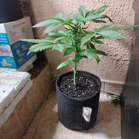 Dark Devil Auto growlog timeline photo