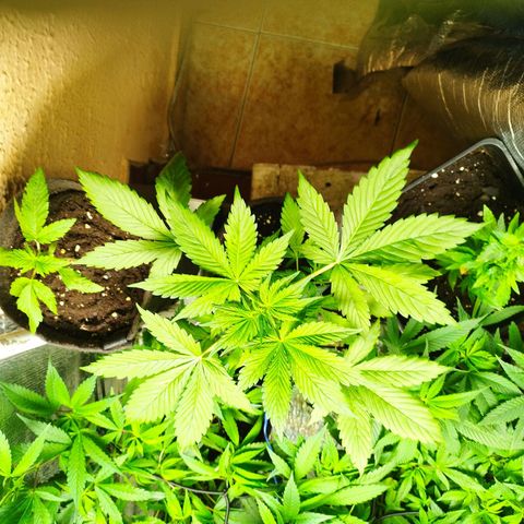 Dark Devil Auto growlog timeline photo