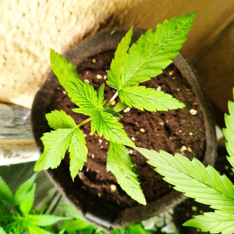 Red Strawberry Banana Auto growlog timeline photo