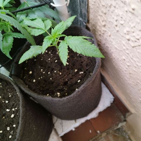 Red Strawberry Banana Auto growlog timeline photo