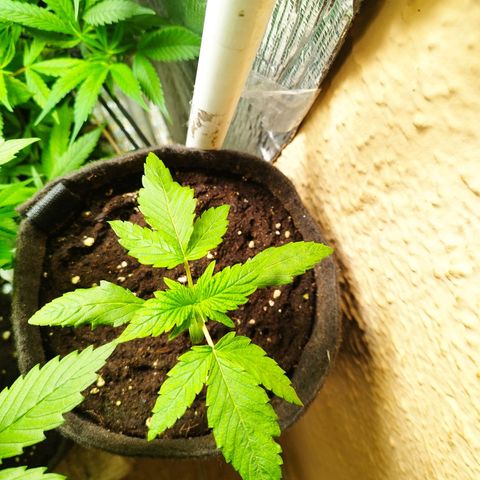 Red Strawberry Banana Auto growlog timeline photo