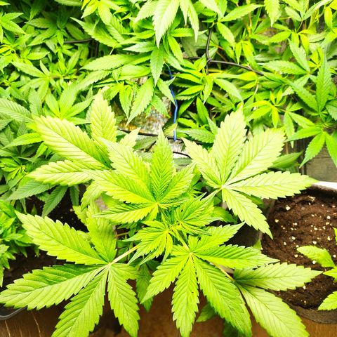 Dark Devil Auto growlog timeline photo