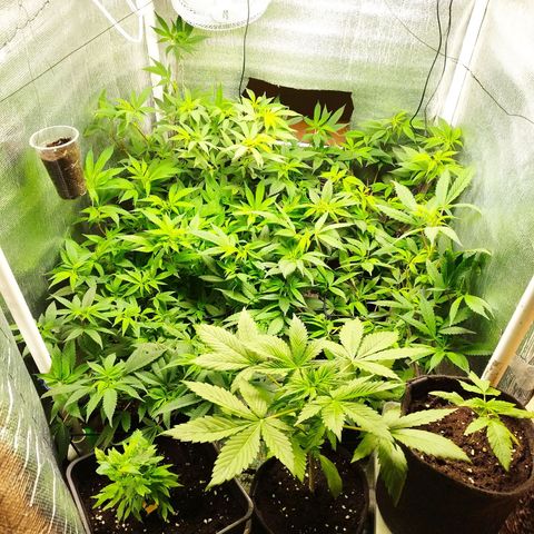 Red Strawberry Banana Auto growlog timeline photo