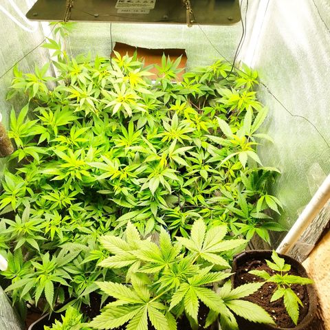 Red Strawberry Banana Auto growlog timeline photo