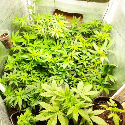 Red Strawberry Banana Auto growlog timeline photo